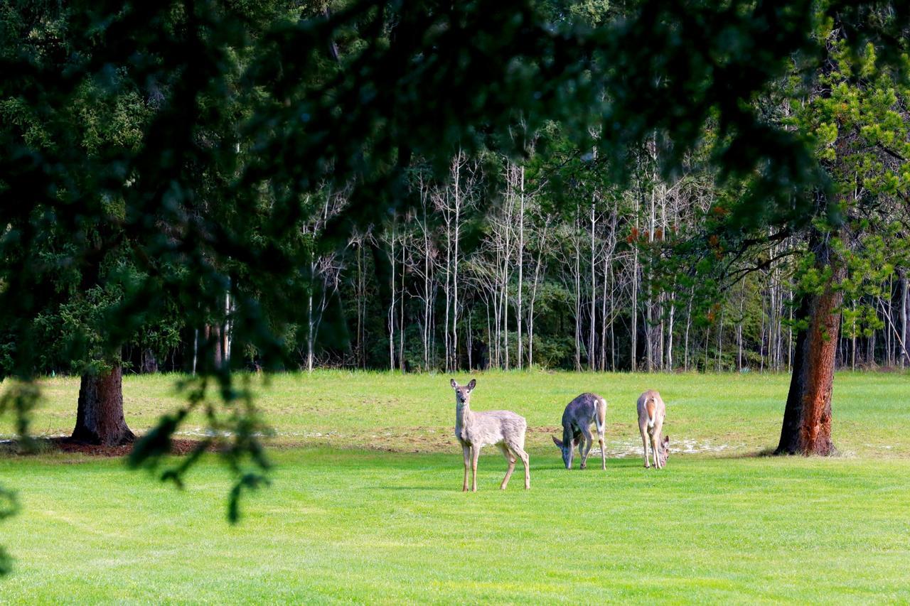 Bed and Breakfast Sleepy Creek Country Manor Bragg Creek Exterior foto